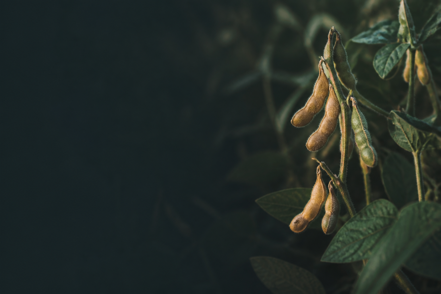 Soybeans